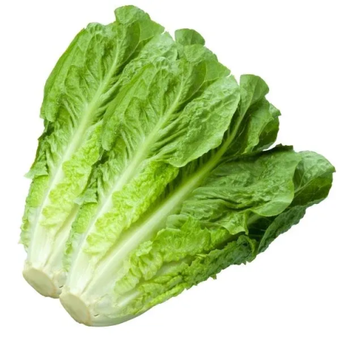 خس طازج